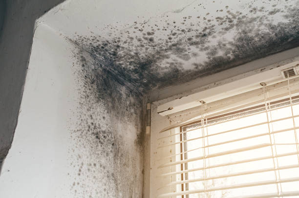 Affordable Black Mold Remediation solutions in Hacksneck, VA
