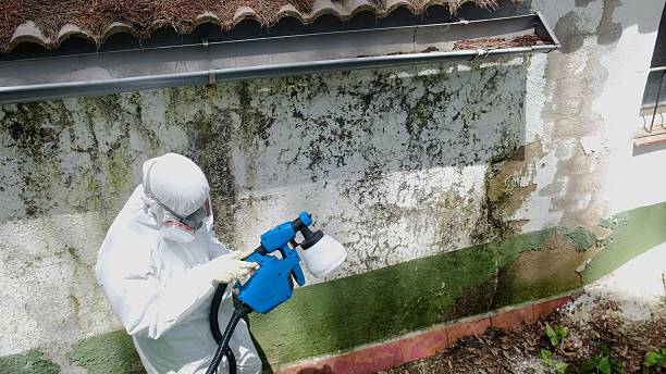 Top rated local Black Mold Remediation specialists in Hacksneck, VA